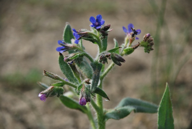 Anchusa azurea